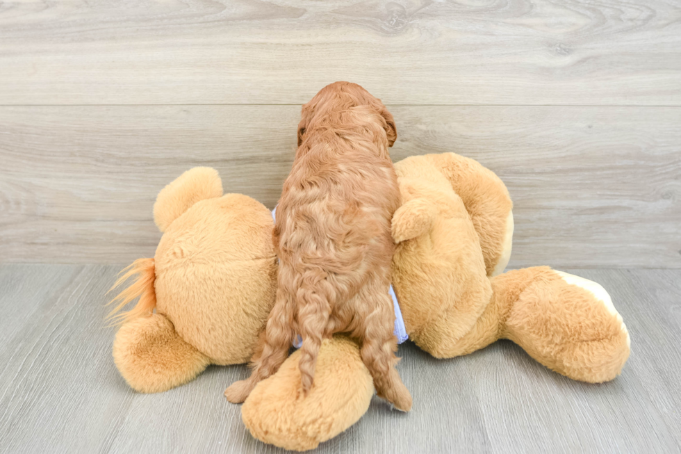 Cavapoo Pup Being Cute