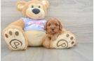 Friendly Cavapoo Baby