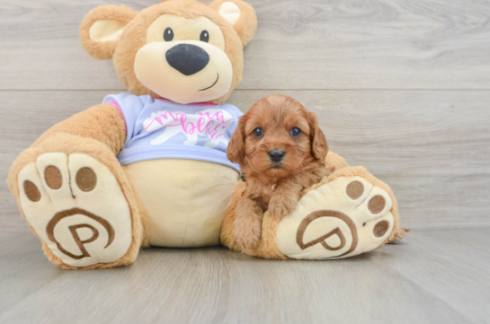 Friendly Cavapoo Baby