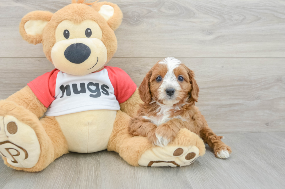 7 week old Cavapoo Puppy For Sale - Premier Pups
