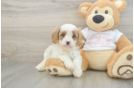 Best Cavapoo Baby
