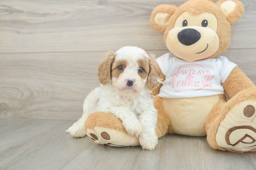 Best Cavapoo Baby