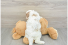 Cavapoo Pup Being Cute