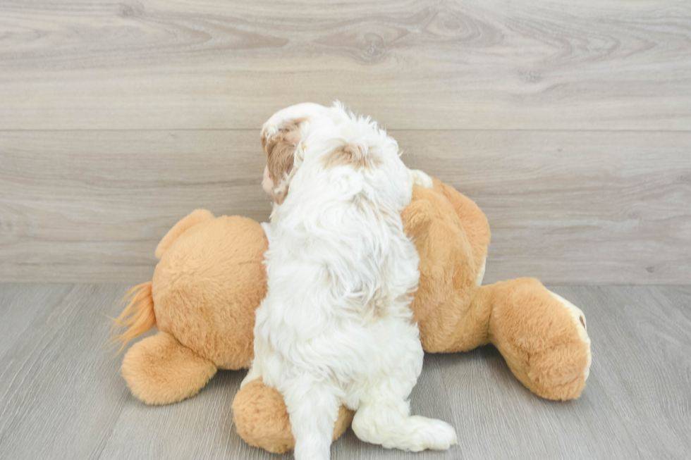 Cavapoo Pup Being Cute