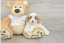 Popular Cavapoo Poodle Mix Pup
