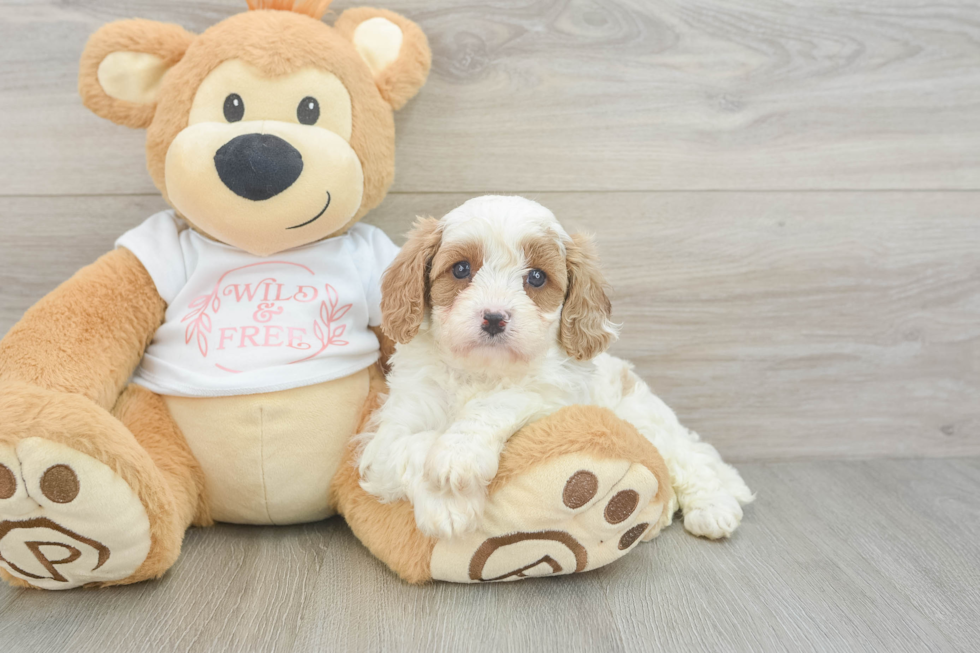 Popular Cavapoo Poodle Mix Pup