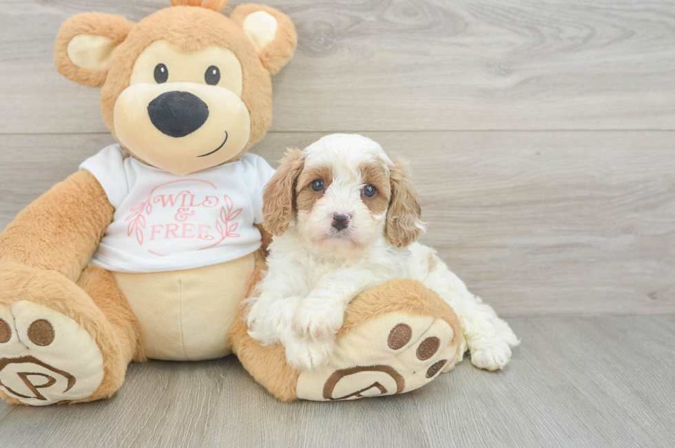 5 week old Cavapoo Puppy For Sale - Premier Pups