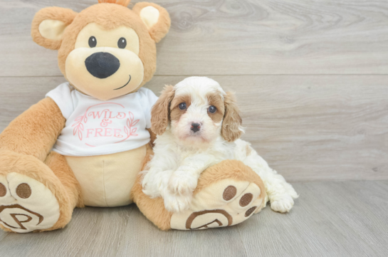 Popular Cavapoo Poodle Mix Pup