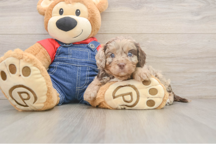 Little Cavipoo Poodle Mix Puppy