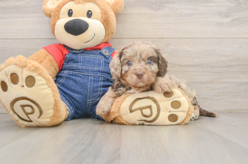 5 week old Cavapoo Puppy For Sale - Premier Pups