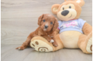 Best Cavapoo Baby