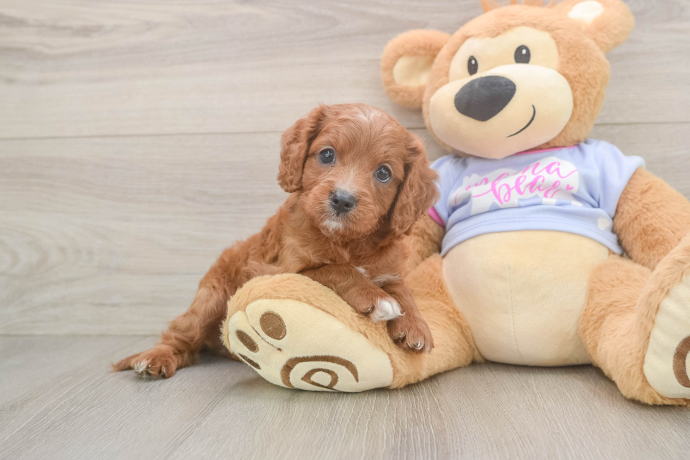 Best Cavapoo Baby