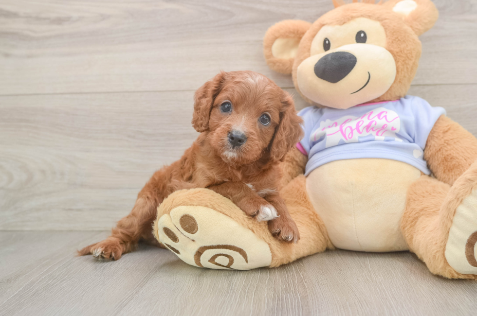 6 week old Cavapoo Puppy For Sale - Premier Pups