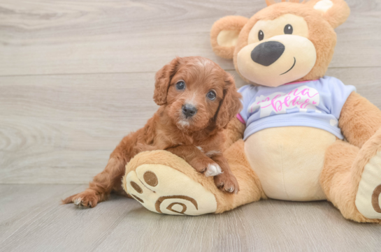 Best Cavapoo Baby
