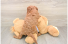 Adorable Cavalier King Charles Spaniel and Poodle Mix Poodle Mix Puppy