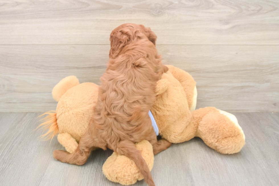 Adorable Cavalier King Charles Spaniel and Poodle Mix Poodle Mix Puppy