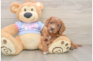 Cavapoo Puppy for Adoption
