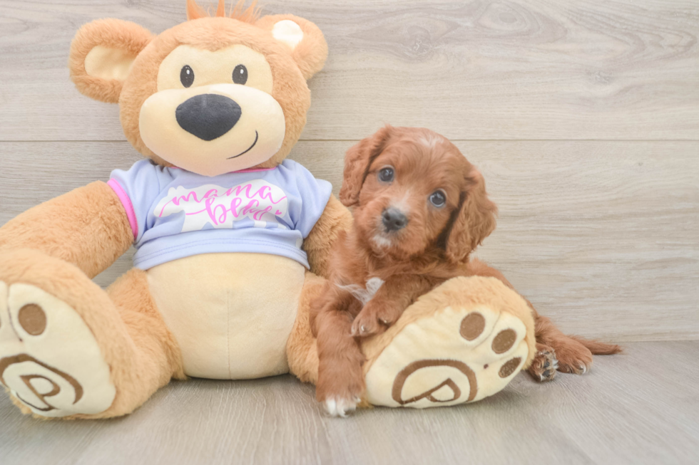 Cavapoo Puppy for Adoption