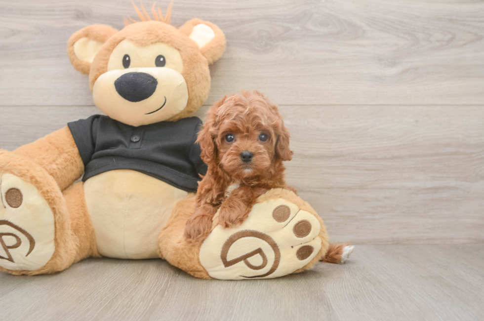 5 week old Cavapoo Puppy For Sale - Premier Pups