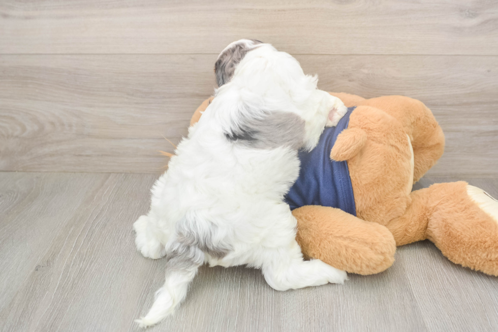 Cavapoo Puppy for Adoption