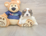 8 week old Cavapoo Puppy For Sale - Premier Pups