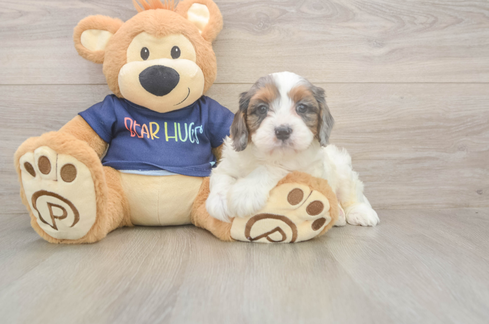 5 week old Cavapoo Puppy For Sale - Premier Pups