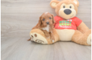Adorable Cavalier King Charles Spaniel and Poodle Mix Poodle Mix Puppy