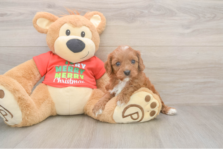Adorable Cavalier King Charles Spaniel and Poodle Mix Poodle Mix Puppy