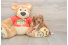 Adorable Cavalier King Charles Spaniel and Poodle Mix Poodle Mix Puppy