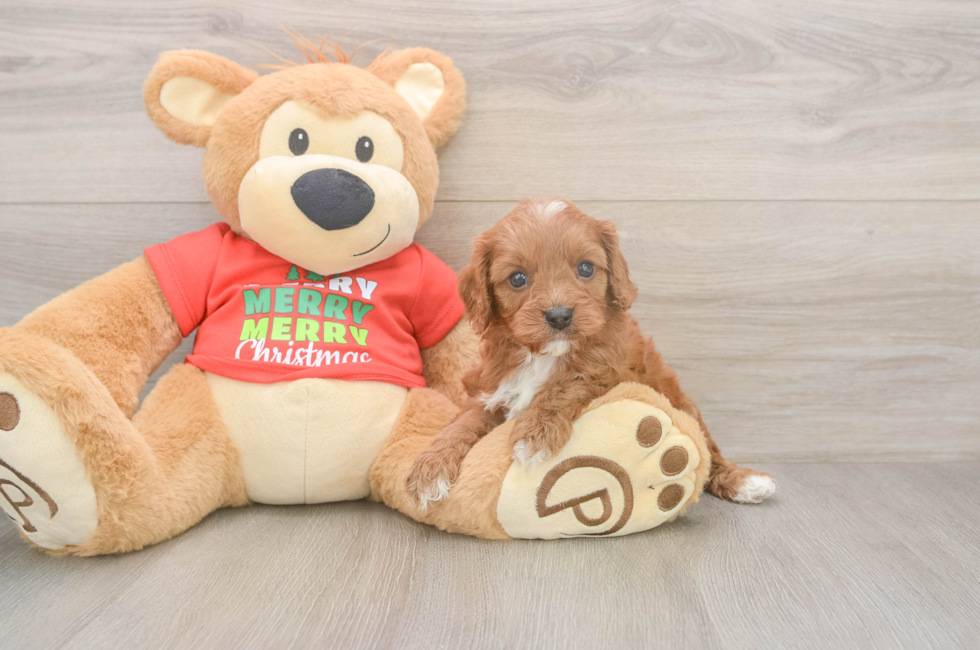 5 week old Cavapoo Puppy For Sale - Premier Pups