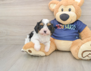 7 week old Cavapoo Puppy For Sale - Premier Pups