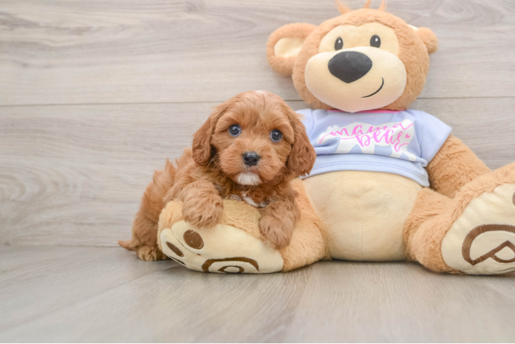 Cavapoo Puppy for Adoption