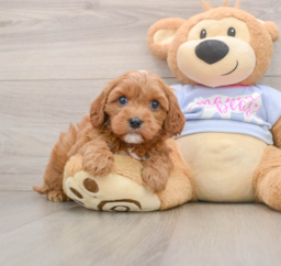 7 week old Cavapoo Puppy For Sale - Premier Pups