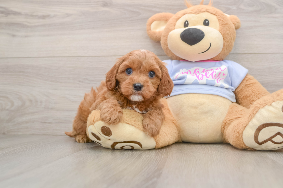 Cavapoo Puppy for Adoption