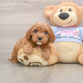 Cavapoo Puppy for Adoption
