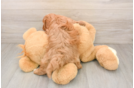 Cavapoo Puppy for Adoption