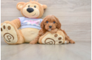 Petite Cavapoo Poodle Mix Pup