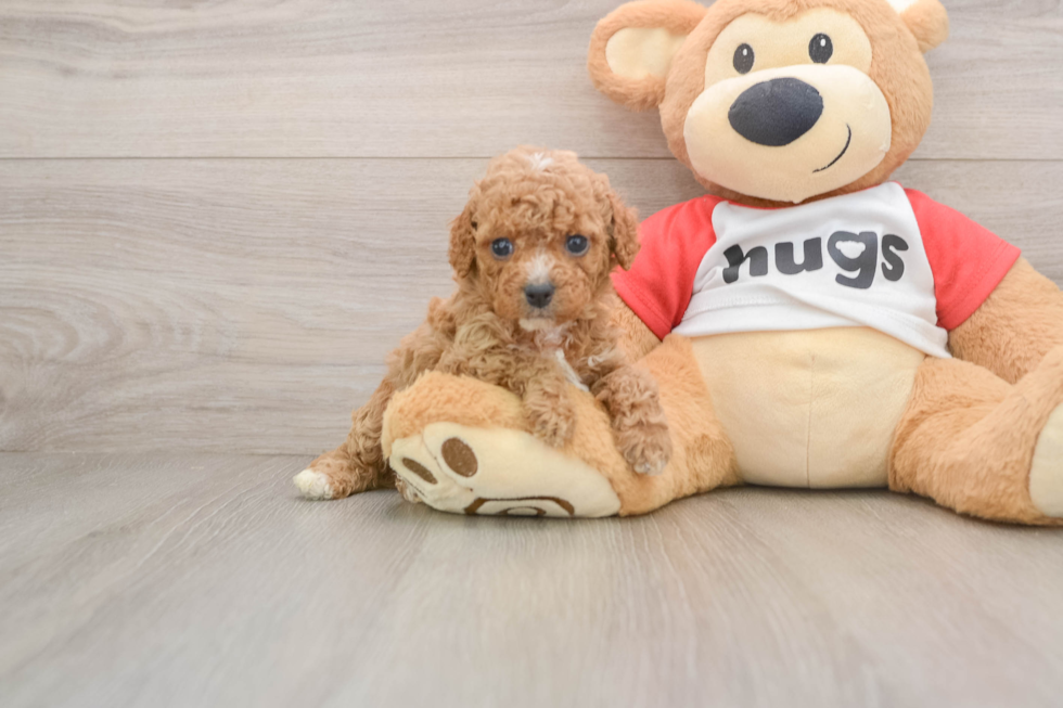 Adorable Cavalier King Charles Spaniel and Poodle Mix Poodle Mix Puppy
