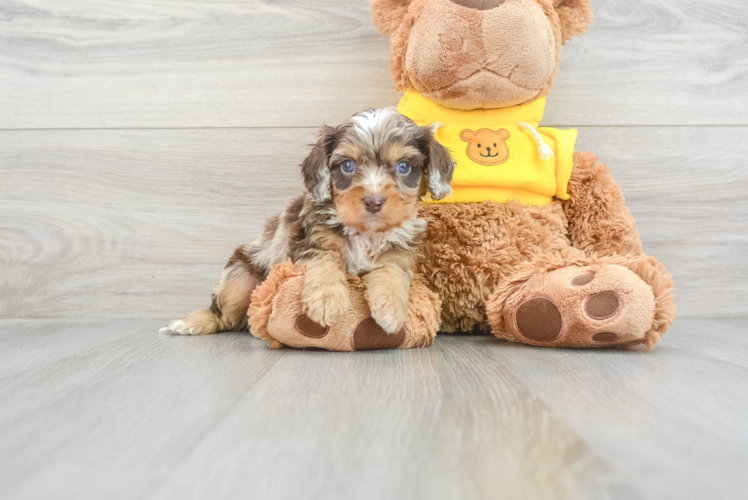 Cavapoo Pup Being Cute