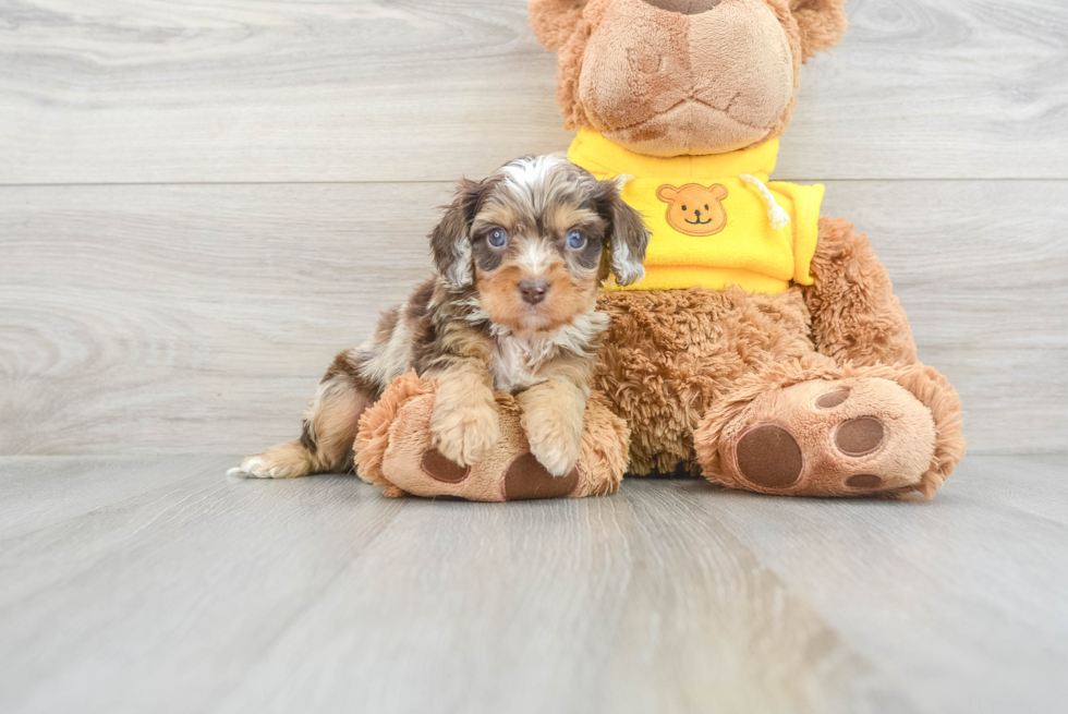 Cavapoo Pup Being Cute