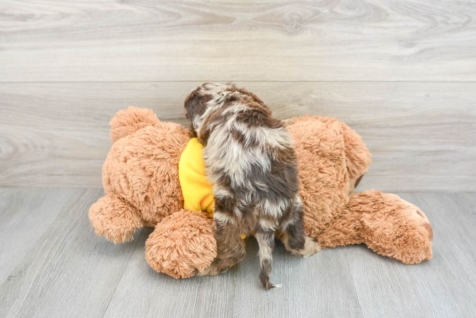 Small Cavapoo Baby