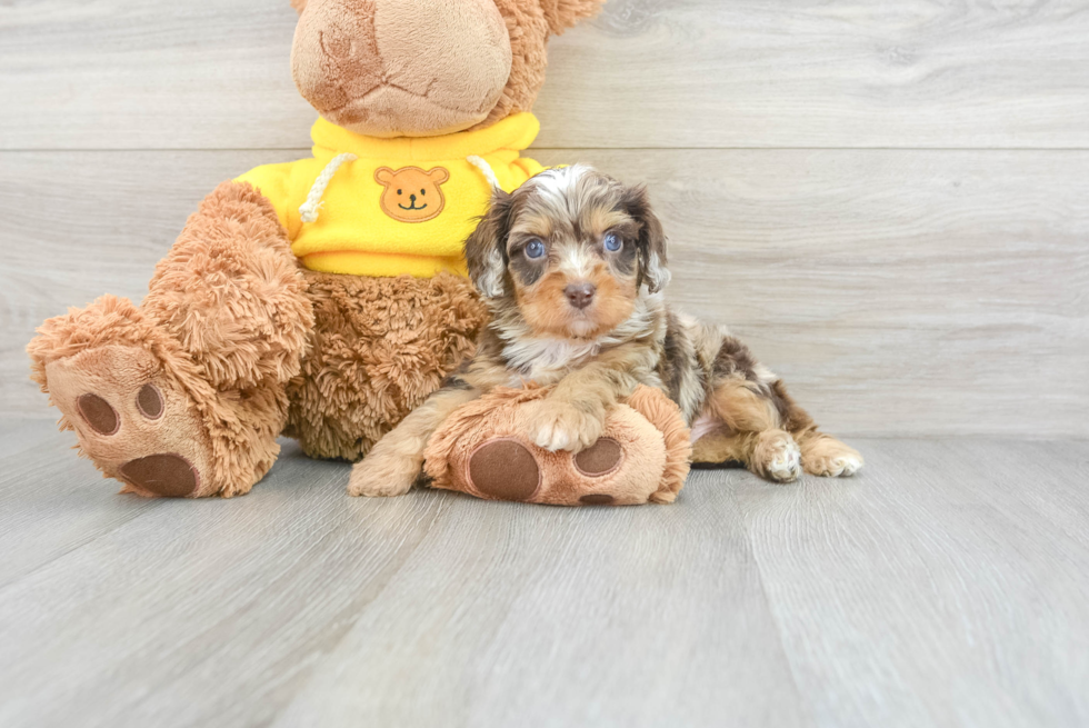 Petite Cavapoo Poodle Mix Pup