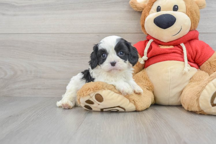 Best Cavapoo Baby