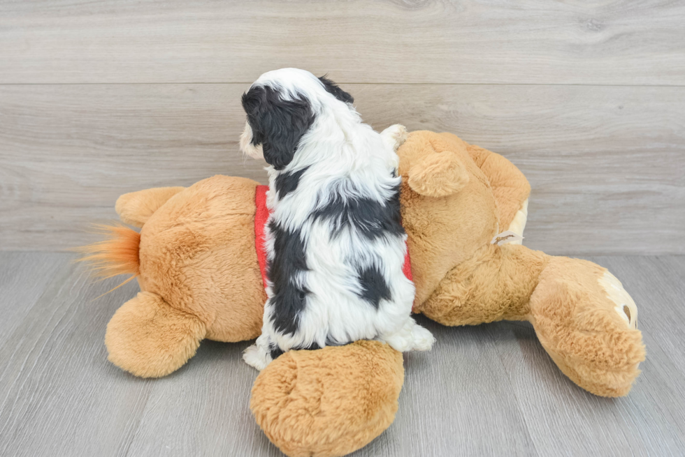 Fluffy Cavapoo Poodle Mix Pup