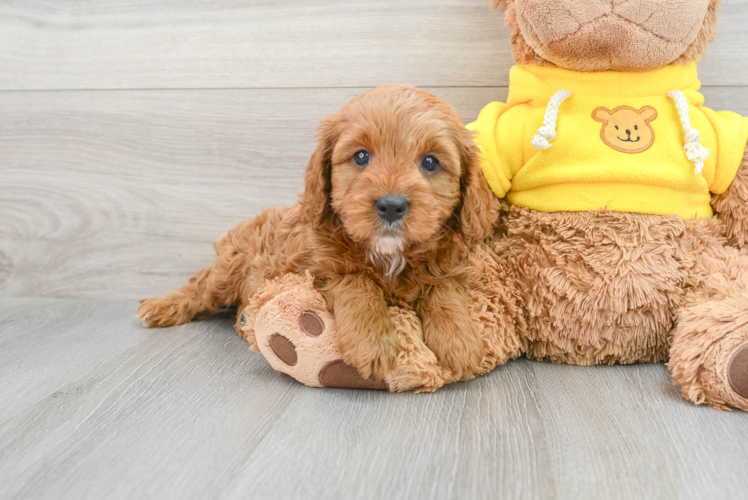 Cavapoo Pup Being Cute