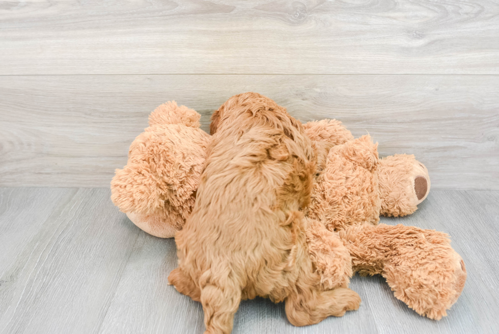 Cavapoo Pup Being Cute