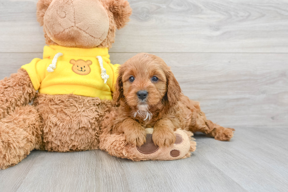 Best Cavapoo Baby