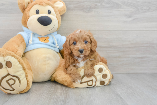 Cavapoo Pup Being Cute