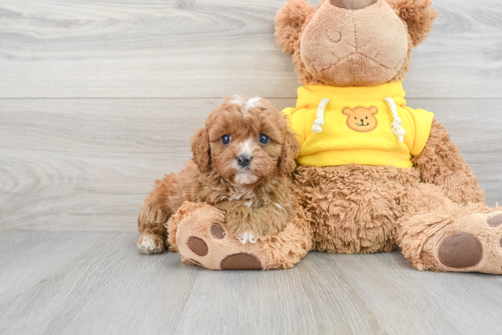 Friendly Cavapoo Baby