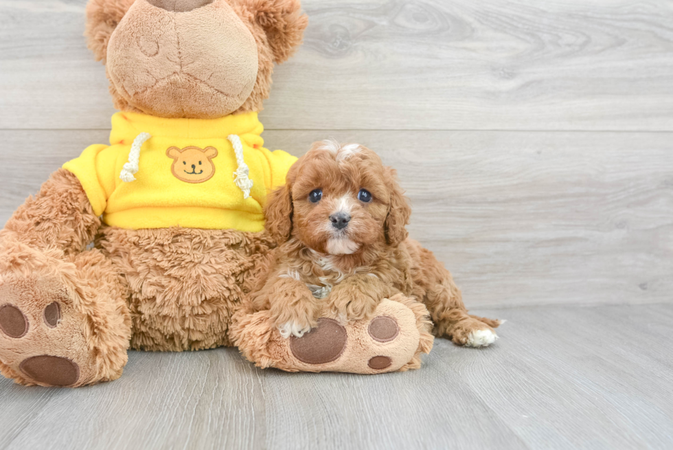 Happy Cavapoo Baby